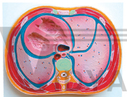 The model of thoracic cavity transection